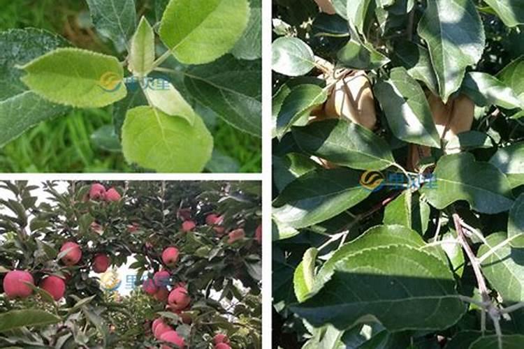 苹果树花期前后追肥最好选什么肥料？
