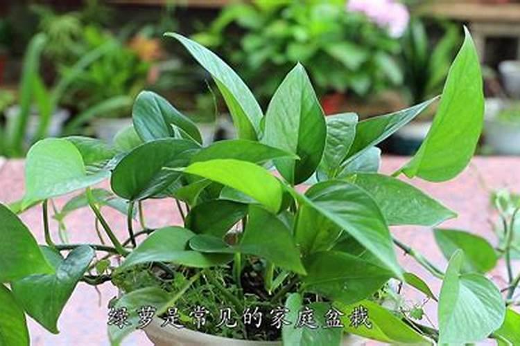 绿萝用什么肥料长得好 如何正确施肥
