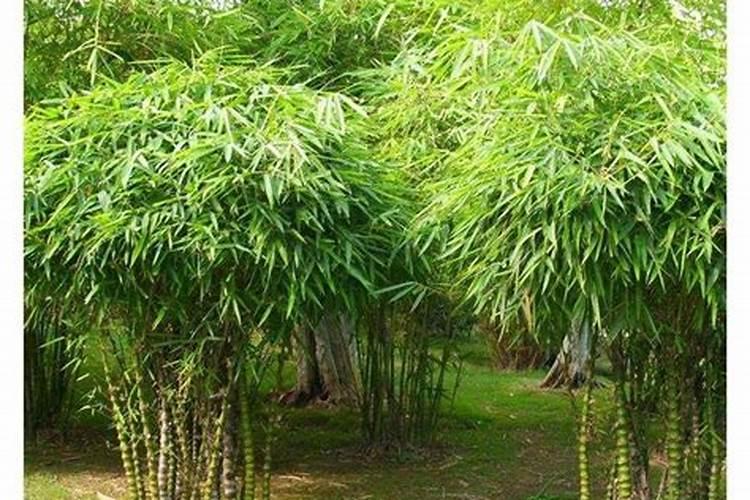 竹子叶子发黄怎么补救,防晒及时浇水追施肥