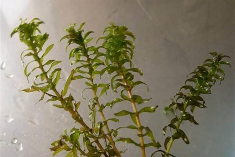 改善鱼池水质的方法。
