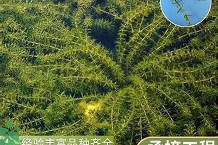 小龙虾的特点介绍