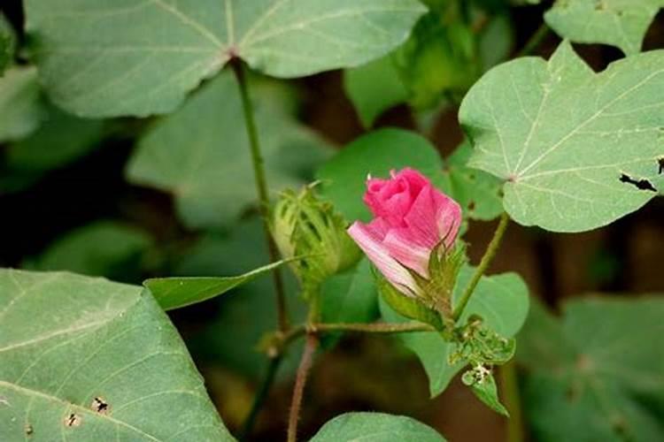 棉花怎么使用叶面肥 棉花施肥方法介绍
