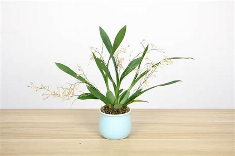 兰花刚出花箭用施肥么