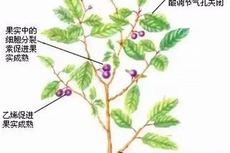 多效唑能和磷酸二氢钾一起用吗