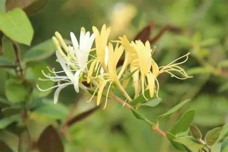 金银花开花前十天还能喷雾硼肥叶面肥吗？