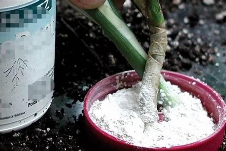 草莓苗种植多久能施肥草莓苗什么时候施肥