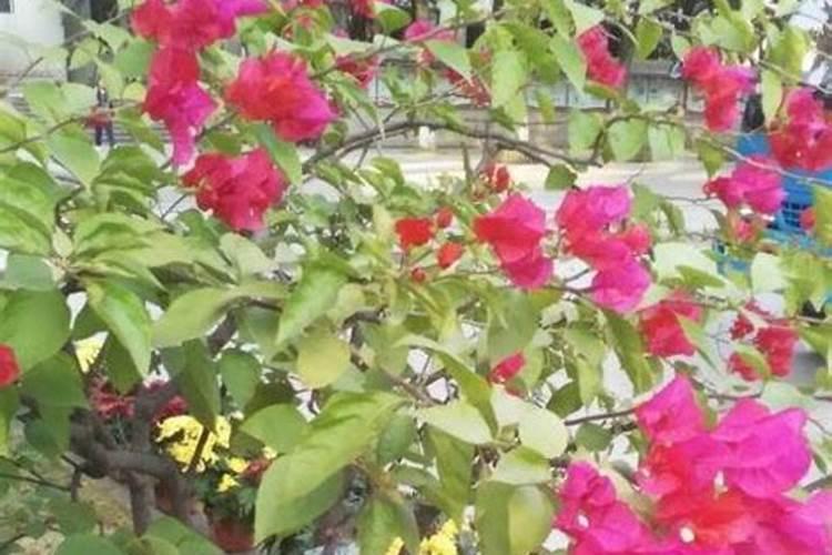 草莓苗种植多久能施肥草莓苗什么时候施肥