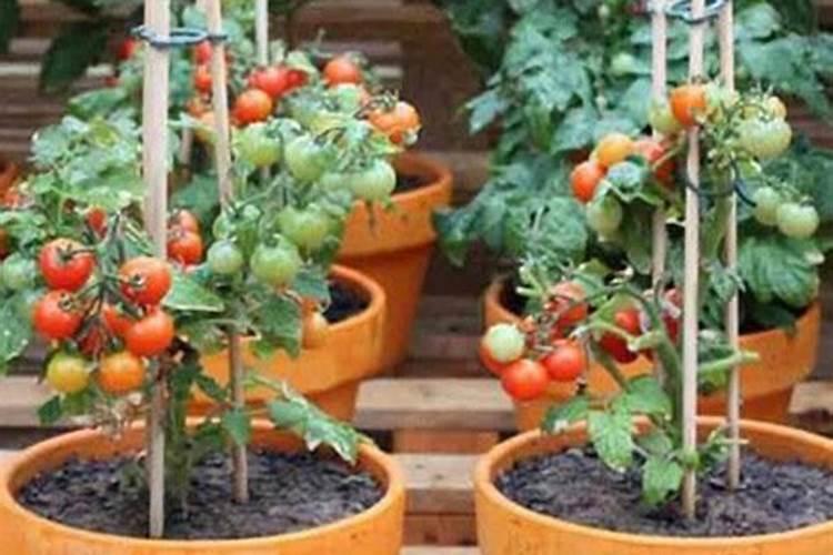 种植西红柿应该怎样施肥