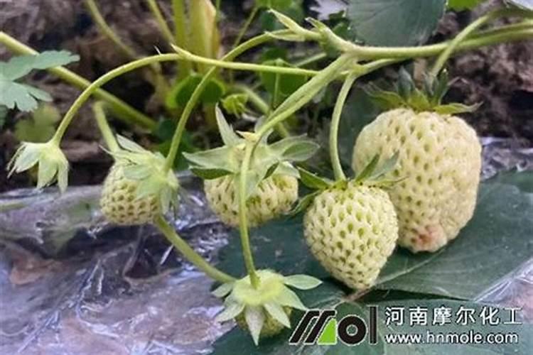草莓高钾肥的使用方法