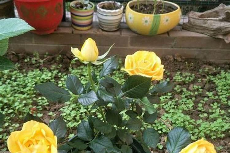施什么肥让月季花开又多又大花瓣厚(自制月季花肥料)