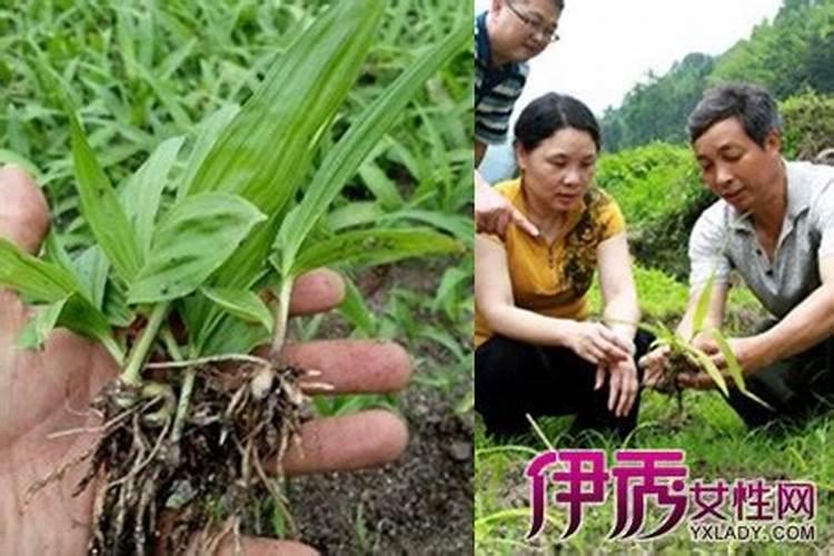 白芨施什么肥最好