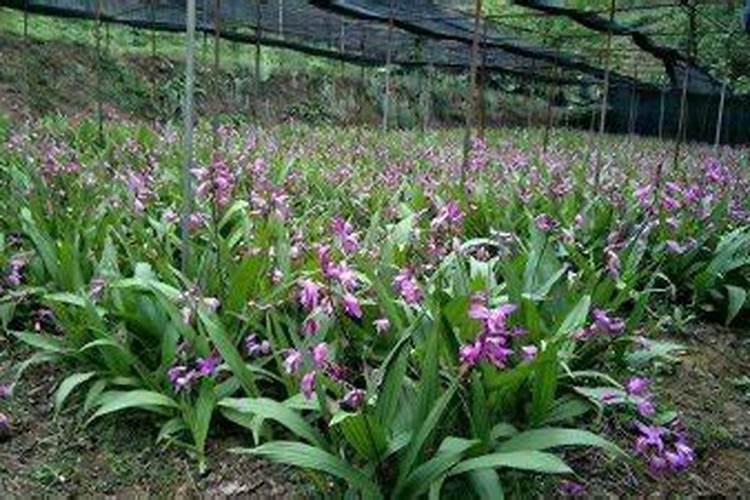 白芨种植技术 怎么进行水肥管理