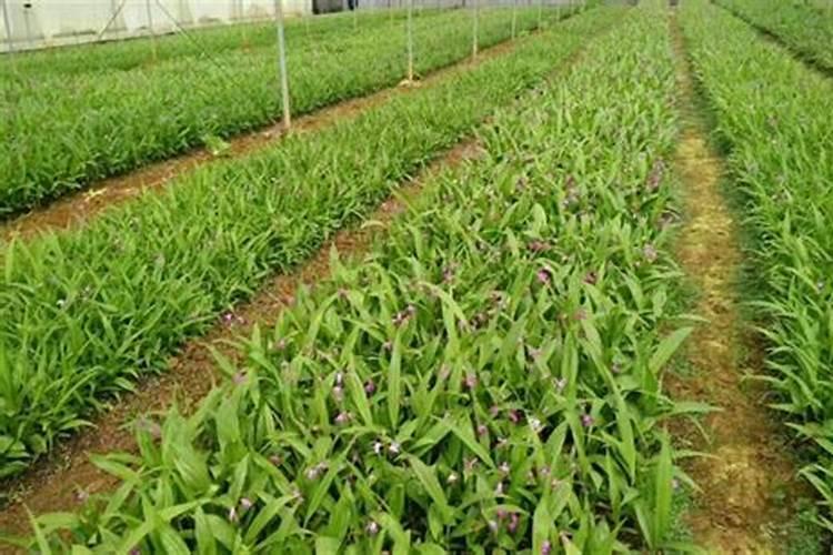 白芨用什么肥料最好