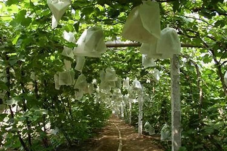 苹果套袋前用什么肥料好？需要注意几点