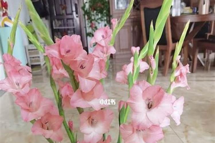 剑兰开花期间怎么养护