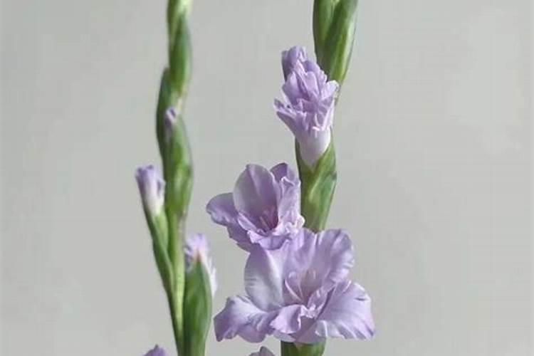 建兰花期如何养护管理？