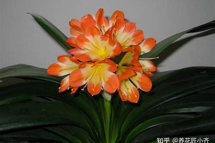 君子兰夹箭用什么肥