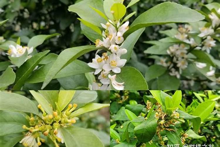 柑橘什么时候促花？促花用什么肥？