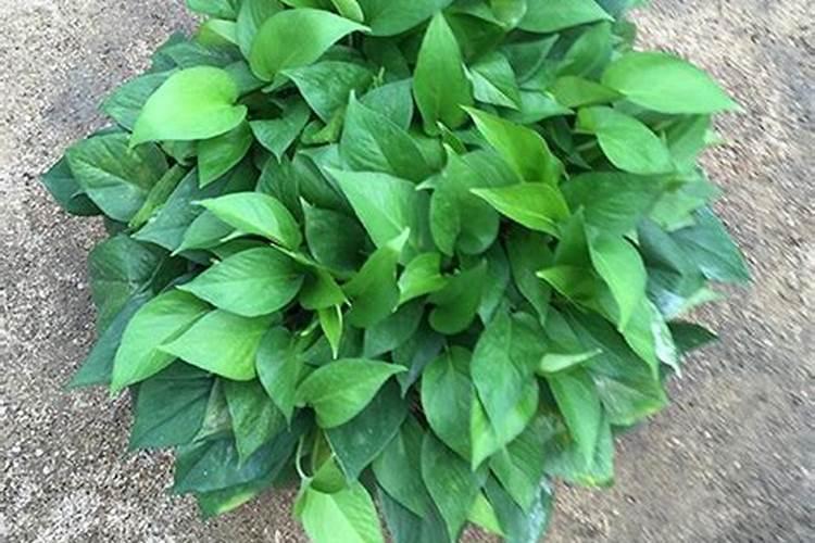 冬青种植需要注意点什么？谢谢