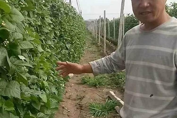 腐植酸、氨基酸、海藻素和鱼蛋白