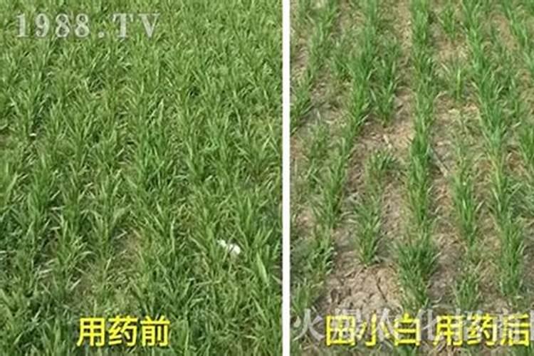 现在小麦在3月份要打什么药