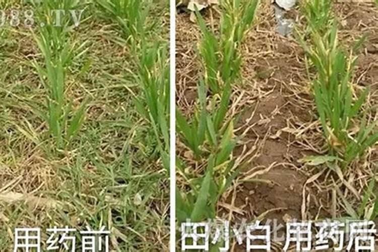 种植小麦的时候,有哪些效果好的除草剂？