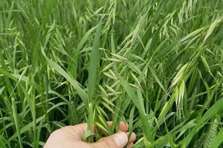 小麦什么时候打药好