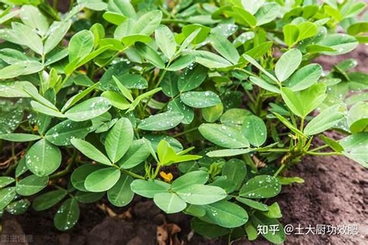 花生开花期要施什么肥