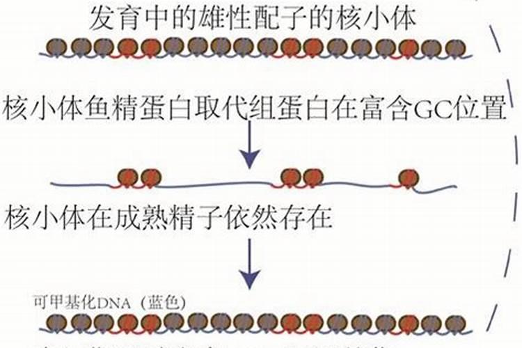 氨基酸和鱼蛋白差别在哪里？