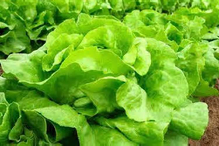 黄瓜种植农药要慎重,黄瓜不能用哪些农药？