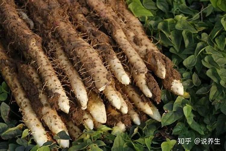 山药后期用什么肥料最好