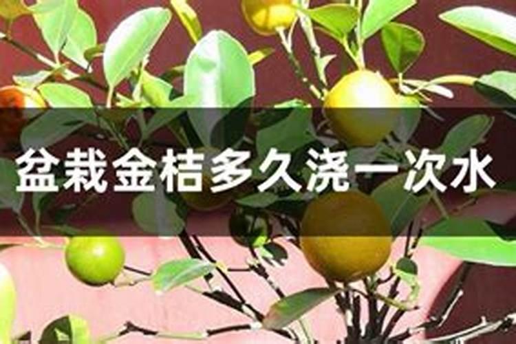 甘桔树黄要什么肥
