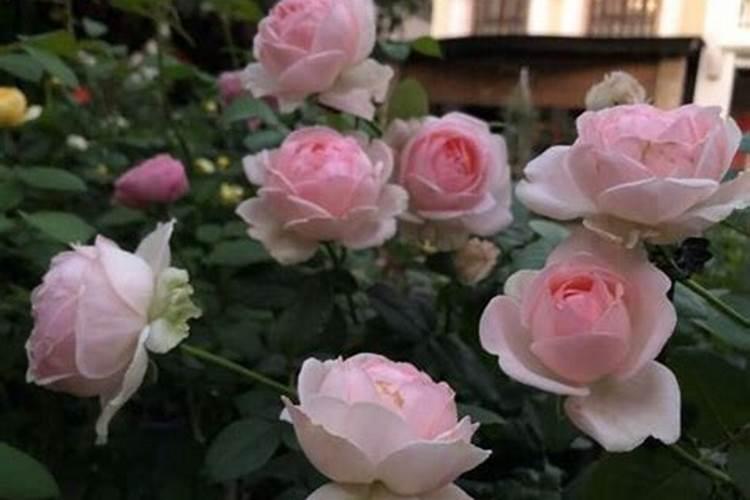 月季花多久施肥一次
