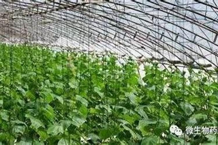 黄瓜用什么肥料产量高