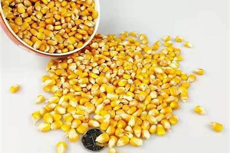 玉米开花结果时需要施什么肥
