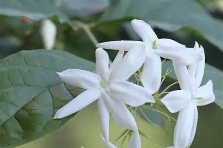 茉莉花有花苞的时候可以施肥吗 茉莉花有花苞的时候能不能施肥
