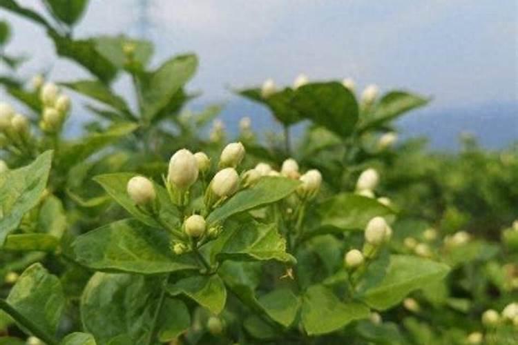 茉莉花在打花苞能施肥