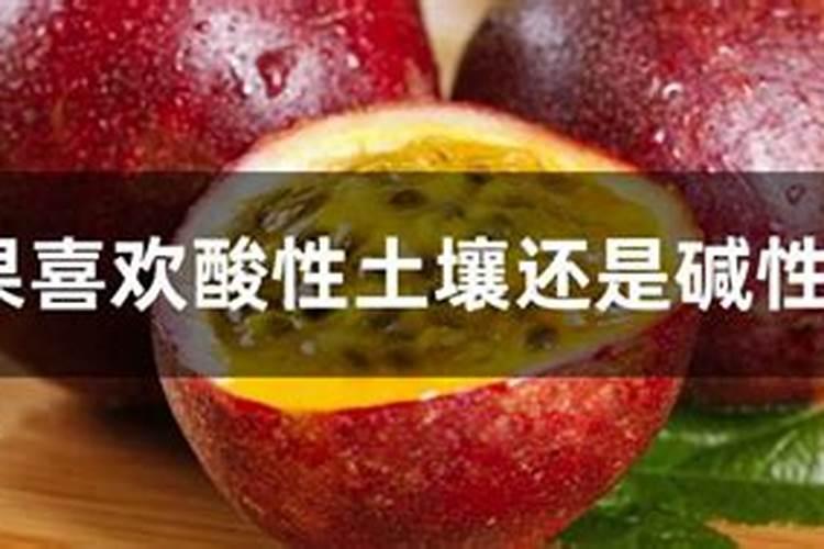 百香果可以施鸡粪吗