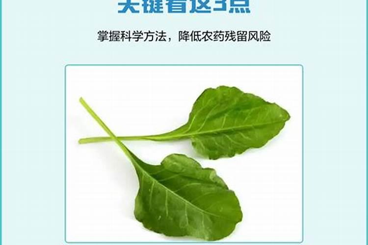 菜心用药过量有啥补救方法我的菜心叶枯萎了