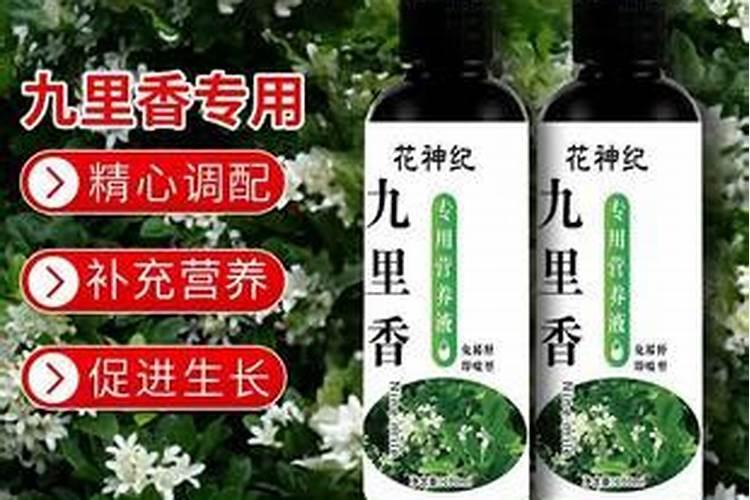 九里香黄叶是什么原因 叶子发黄补救办法