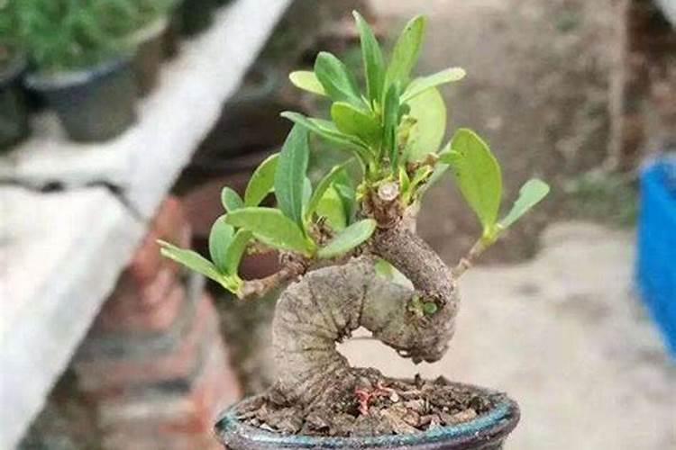 氮磷钾复合肥怎样浇花