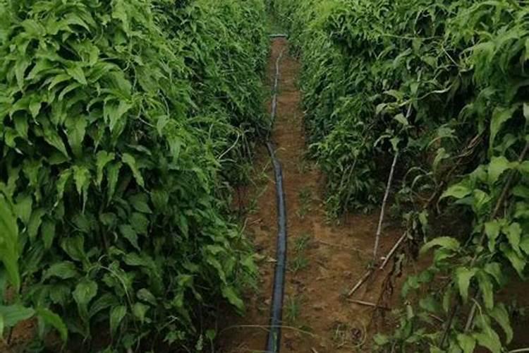 百部种植几年才能收获