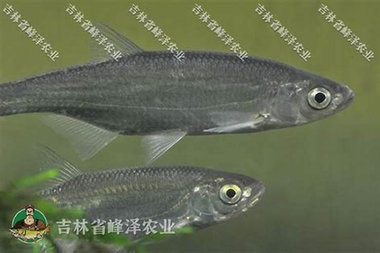鱼蛋白灌根几天见效