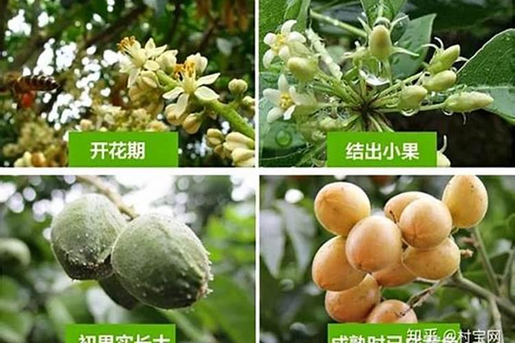 黄皮果树施什么肥