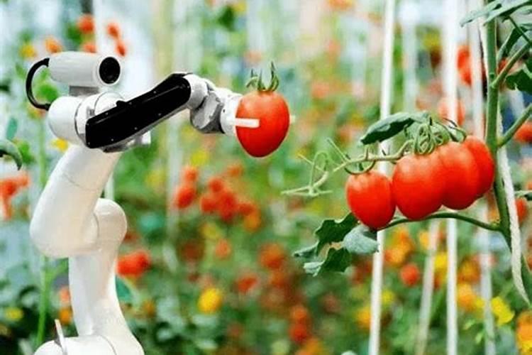 西红柿果实膨大和转色期一亩地需要氮磷钾多少？是不是有标准？