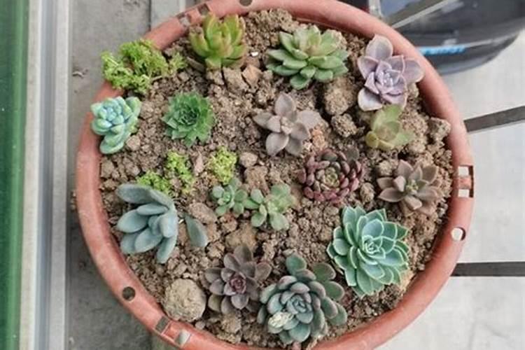 多肉植物多长时间浇一次最合适？