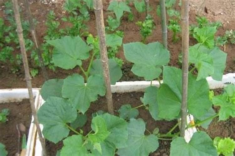 云豆生菜黄瓜韭菜苦菊南瓜 蔬菜施牛,马粪肥可以吗？