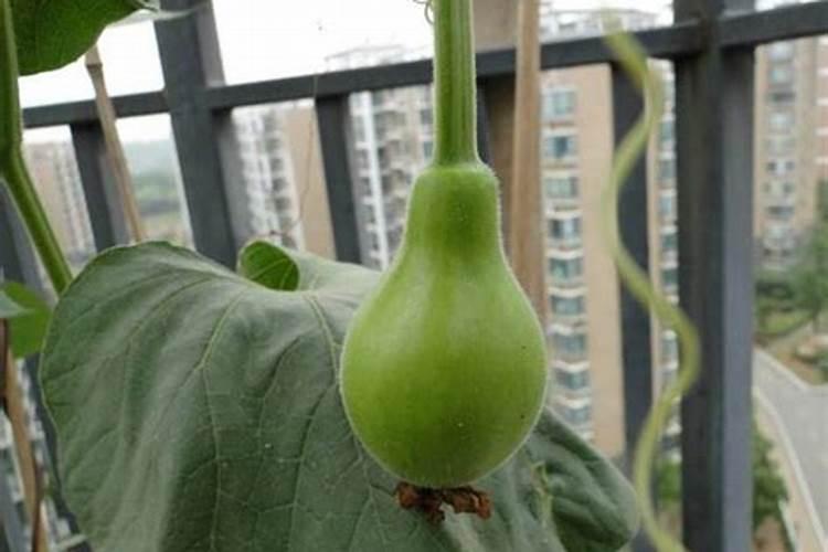 请问肾病病人能吃什么蔬菜？大神们帮帮忙