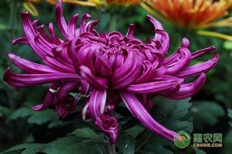 盆栽的菊花施什么肥料