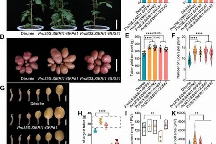 土豆盆栽种植方法